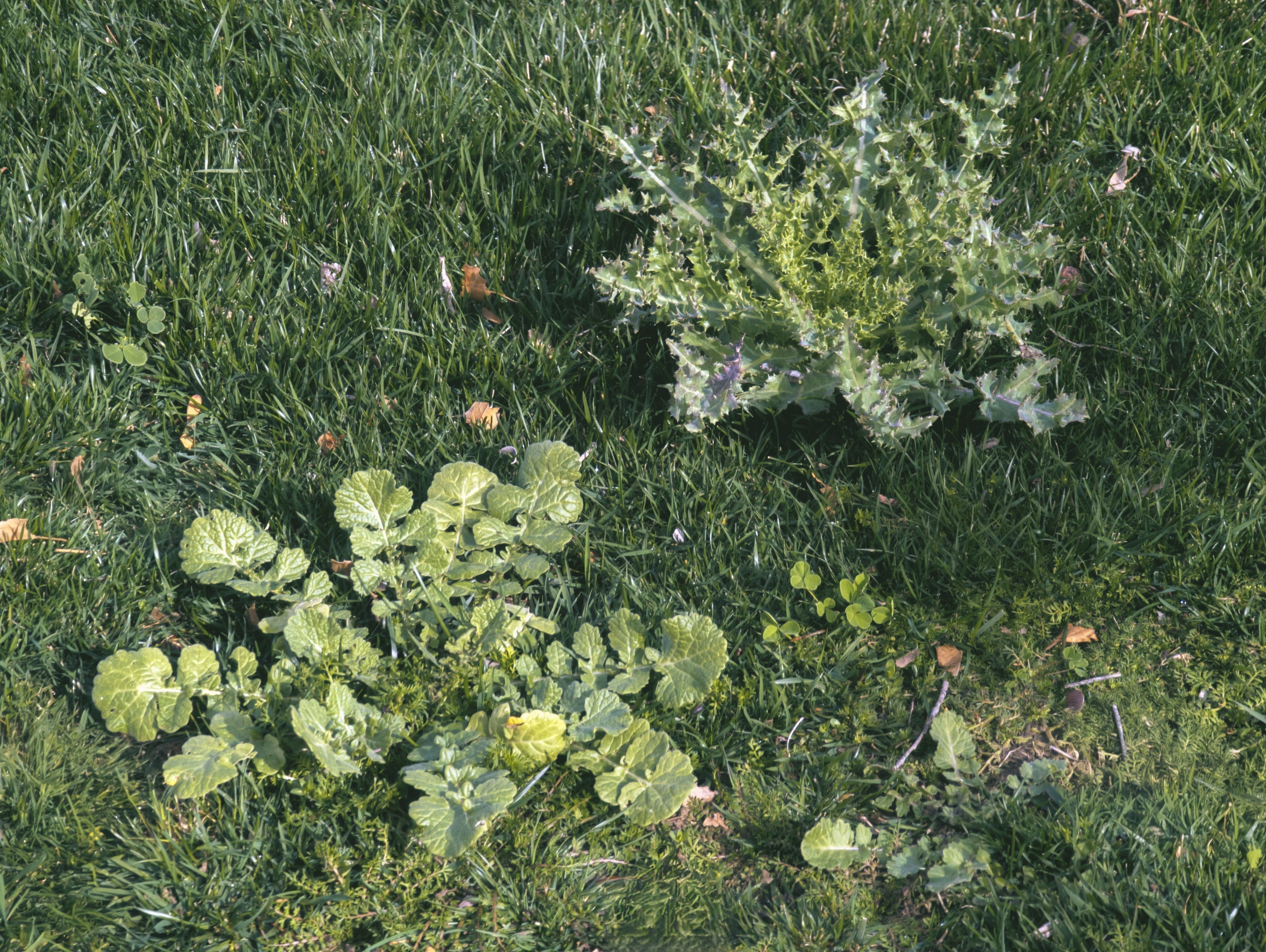 How to Tell What’s Wrong with Your Grass — and How to Fix It - Bill & Reg Lawn Company