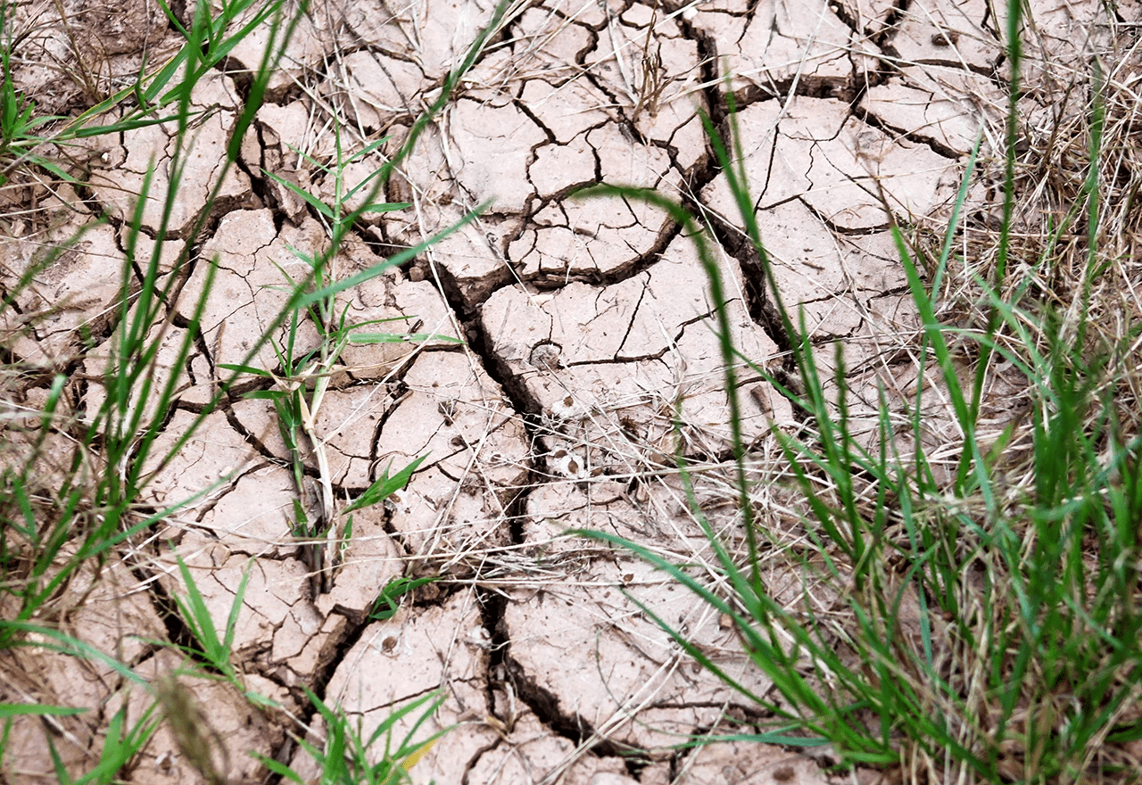 After Seeding The Most Important Ingredient is Water.